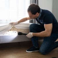 Pest control Services Near Me
